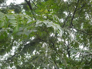 苦楝的特点与栽培 苦楝种植技术