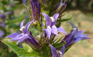 山梗菜的功效与作用，山梗菜的功效与作用与图片