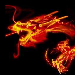 龙火加强版单机下载，龙火珠茶花图片