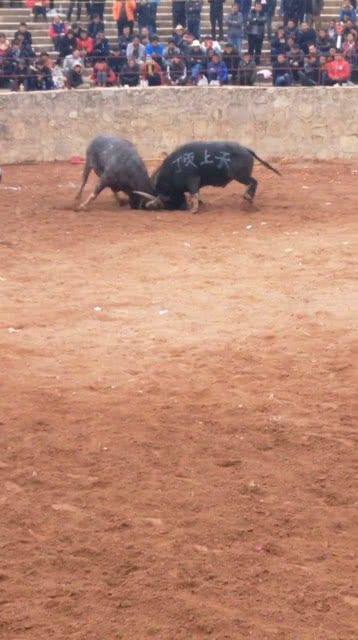 牛来了综艺节目，牛来猴后有一八什么生肖