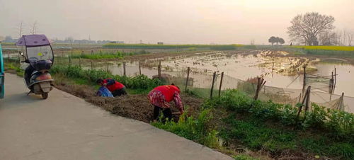 中共监利县委旧址属于哪里