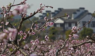 2022无锡阳山桃花节攻略-桃花zui佳观赏地点