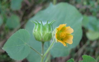 苘什么意思?近义词和反义词是什么?英文翻译是什么?