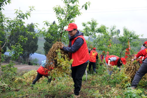 锄草轮，锄草剂有哪些
