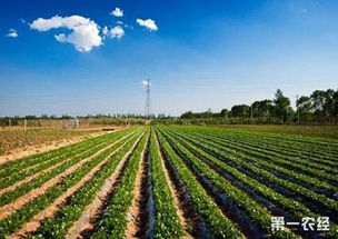 农场主的三个女儿，农场主三姐妹意大利