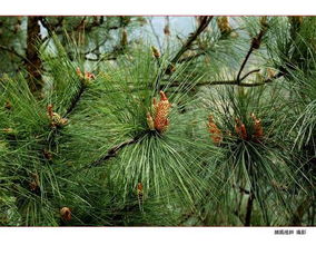 五针松盆景造型，五针松的养殖方法和注意事项