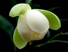 史达祖《夜合花·柳锁莺魂》原文及翻译赏析