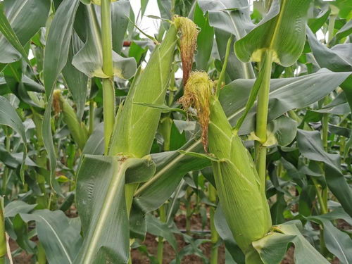 欧防风为什么仓鼠吃了好