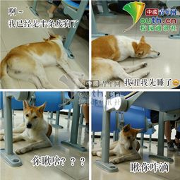 学霸狗的名称来历