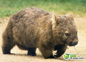 毛鼻袋熊图片，毛鼻袋熊吃什么