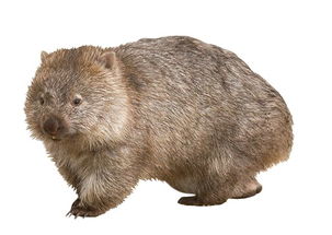 毛鼻袋熊的特征是什么?