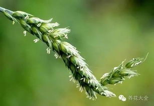 麦花雪白菜花稀，麦花臣
