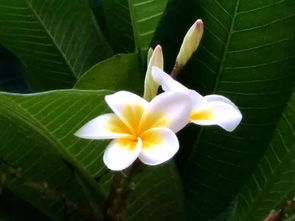 嫩蕊是什么意思