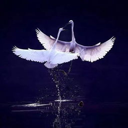 白鹭鸶古诗带拼音版，白鹭鸶古诗意思和注释