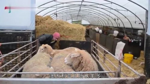 被称为“骑在羊背上的国家”是( )A.澳大利亚B.英国C.法国D._百