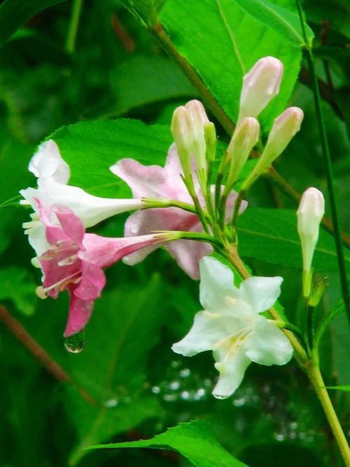 嫩蕊的意思，嫩蕊颤颤拼音