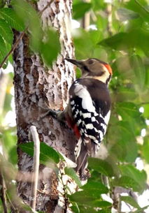 啄木鸟长什么样子