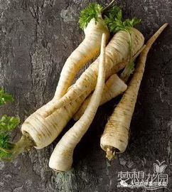 欧防风的功效与作用是什么，欧防风什么味道