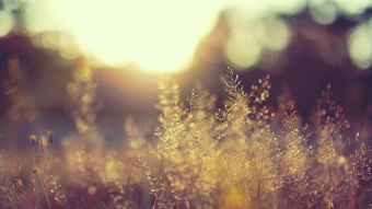 《送别》古诗原文和赏析