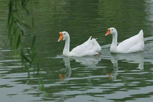 关于鹅的诗词有哪些?
