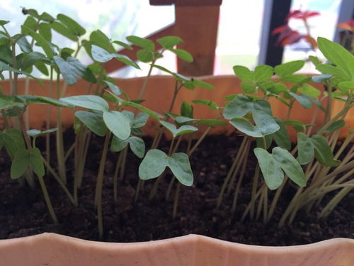 花苗族服饰，花苗苗的小说