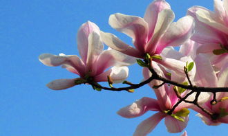 白玉兰作文400-500字