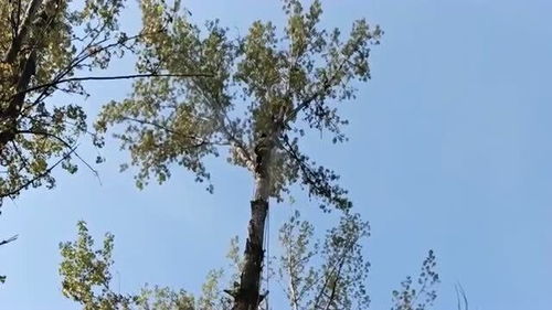 伐树机械设备，伐树用的电锯锯子