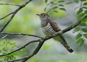 布谷鸟的叫声象征着什么，布谷鸟的叫声视频播放