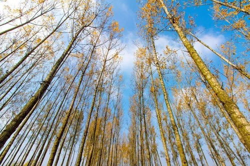 朗读《白杨礼赞》,理清课文层次,将全文分为五层?