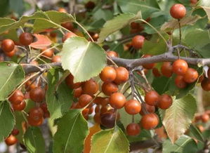 杜梨与海棠有什么区别