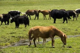 风马牛不相及也。是什么意思?