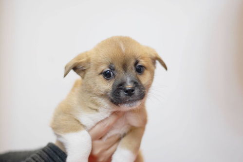 一只狗,四个口。打一个字。