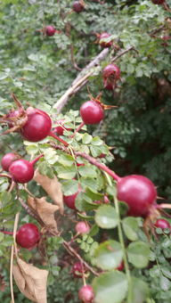 果实累累的拼音怎么写的拼音怎么读，硕果累累的正确读音