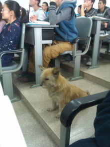 学霸狗粮，学霸狗狗头像