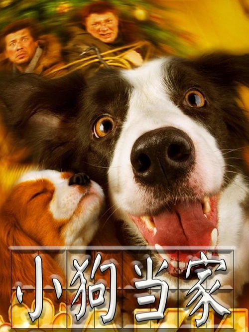 《小狗当家》:两个壮汉,两条狗:狗永远是狗,人却经常不是人