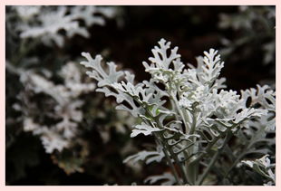 白如雪、红如什么、紫如什么、绿如什么