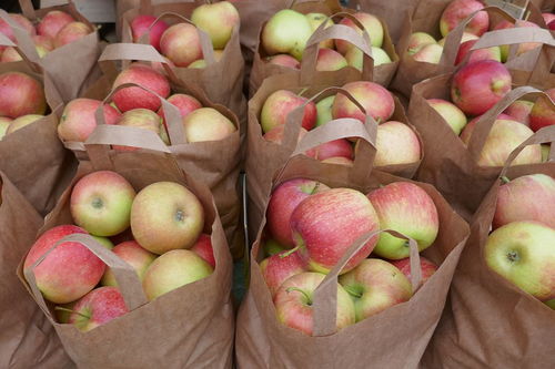 荔枝蜜原文阅读答案，散文《荔枝蜜》原文