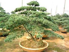 五针松最大的忌讳