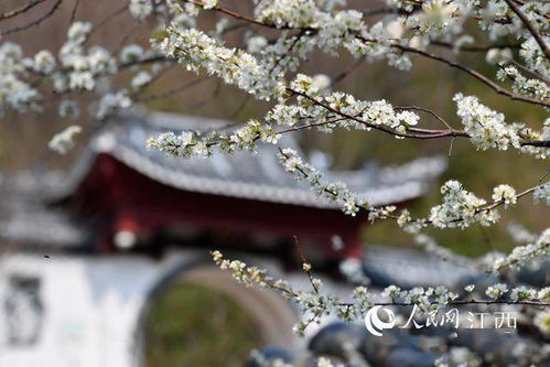 白如什么雪，白如什么成语大全四个字