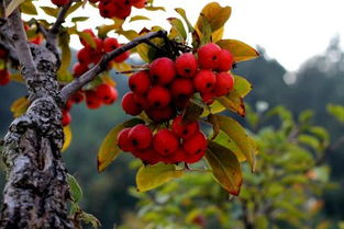 果实累累的拼音