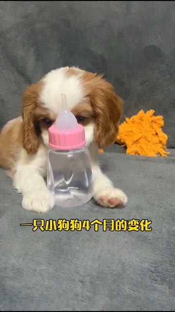 一只狗四个口谁遇它谁发愁猜字谜，一只狗四个口打一成语是什么成语