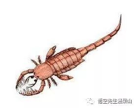 方舟广翅鲎，广翅鲎和翼肢鲎