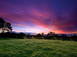 踯躅的拼音怎么读，踯躅的意思是什么
