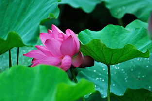 秋荷的寓意好吗，秋荷花的诗句古诗词