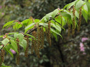 普陀鹅耳枥是什么植物图片 为什么珍稀全世界只有一棵