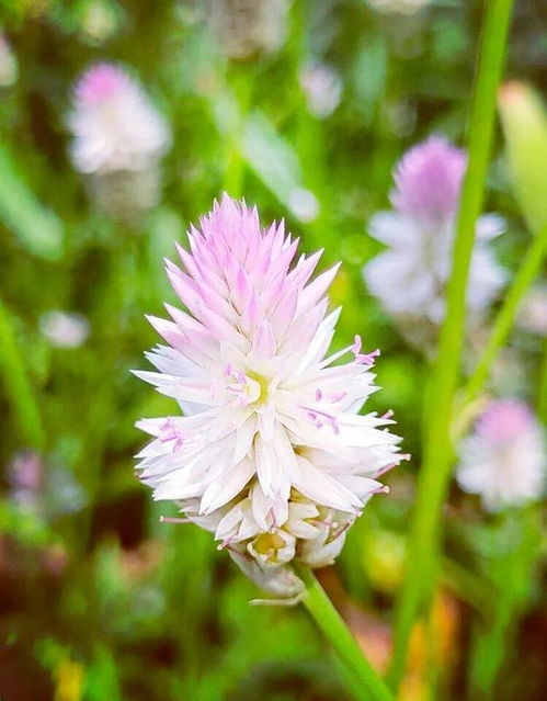 青箱子的别名?，青箱子的功效与作用的功能与主治