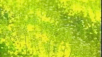 "雾里探花,水中捞月这句话的含义?