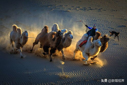 飞鸵皮鞋是不是真皮