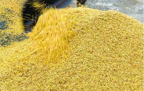 栽花的拼音摘花的拼音，栽花的读音