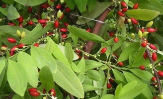 古柯是一种常绿灌木植物叶子中含有生物碱什么?